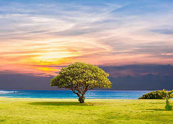 Lone Tree On Green Lawn With Ocean Sunset