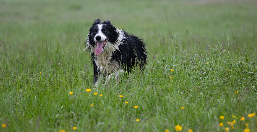 Wet Border Collie Running Through Green Meadow