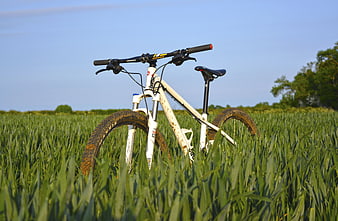 White Mountain Bike Standing in Green Wheat Field
