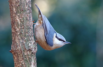 Blue Nuthatch Bird Climbing Down Tree Trunk In Forest