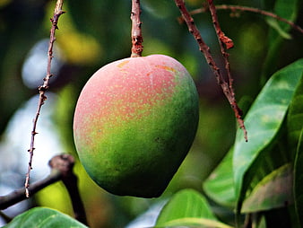 Ripe Green and Pink Mango Hanging on a Tropical Tree Branch