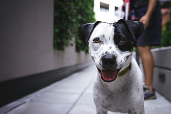 Happy Black And White Dog Portrait On Urban Sidewalk