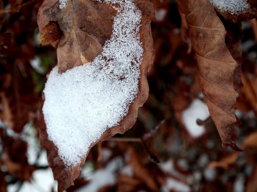 Close-up of brown oak leaf covered in fresh white snow