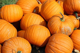 Pile of fresh orange pumpkins in autumn harvest