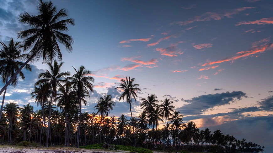 Silhouetted Coconut Palm Trees Against Dramatic Sunset Sky