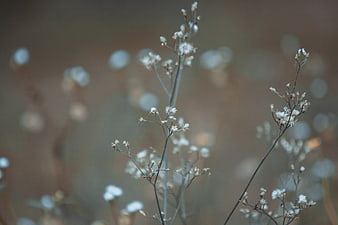 Delicate dried white flowers with soft bokeh background