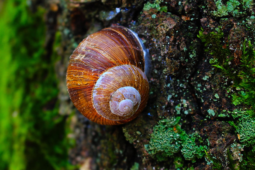 Close-up of a brown snail shell on mossy tree bark