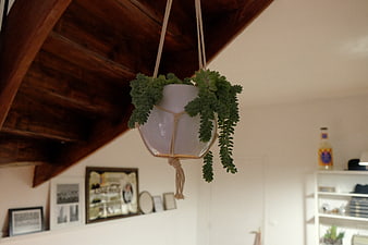 Hanging succulent plant in macrame holder indoors