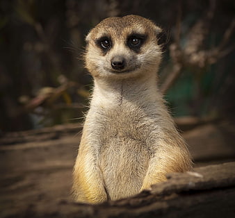 Cute Meerkat Portrait Sitting on Log