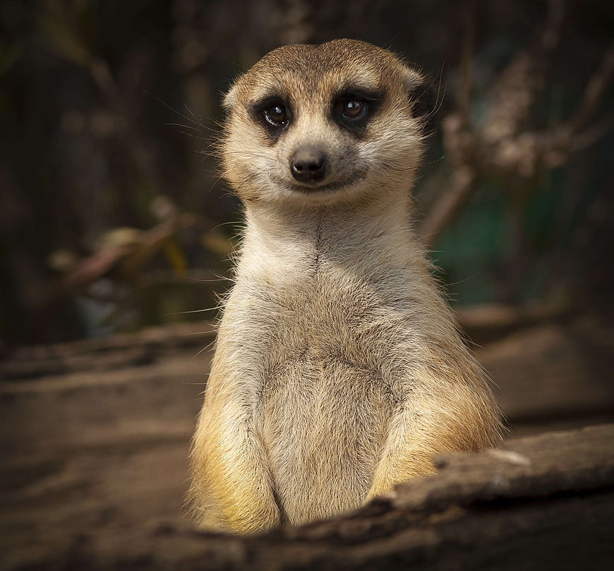 Cute Meerkat Portrait Sitting on Log
