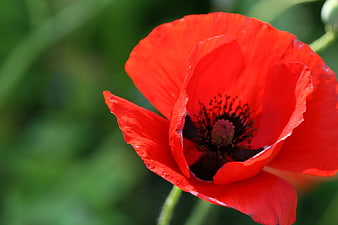 Vibrant Red Poppy Flower Close-Up with Green Background