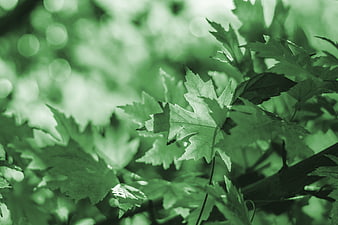 Green Tinted Maple Leaves Nature Background