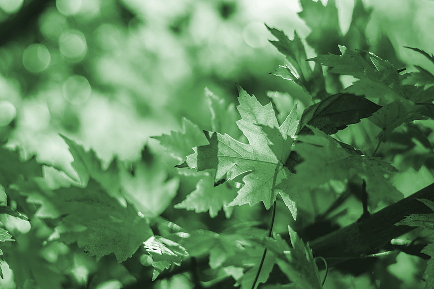 Green Tinted Maple Leaves Nature Background
