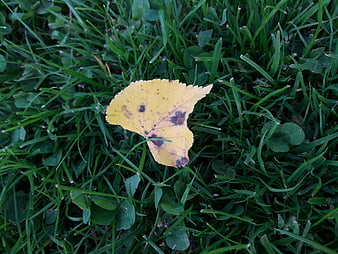 Yellow autumn leaf with spots on green grass