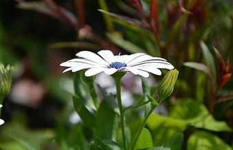 Close-up of a white Osteospermum flower with blue center