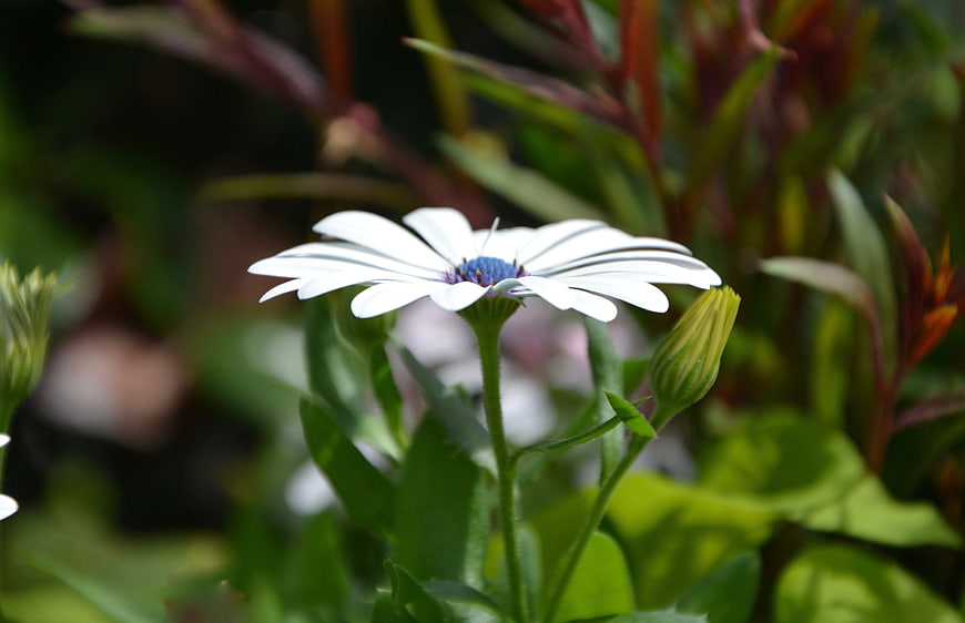 Close-up of a white Osteospermum flower with blue center