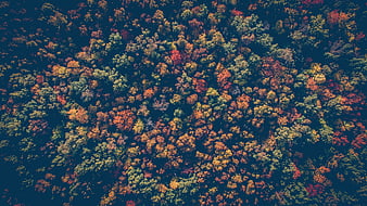 Aerial View of Colorful Autumn Forest Canopy
