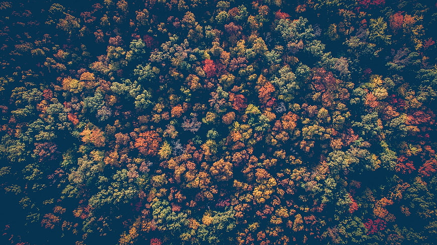 Aerial View of Colorful Autumn Forest Canopy