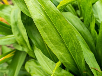 Close-up of vibrant green leaves with natural texture