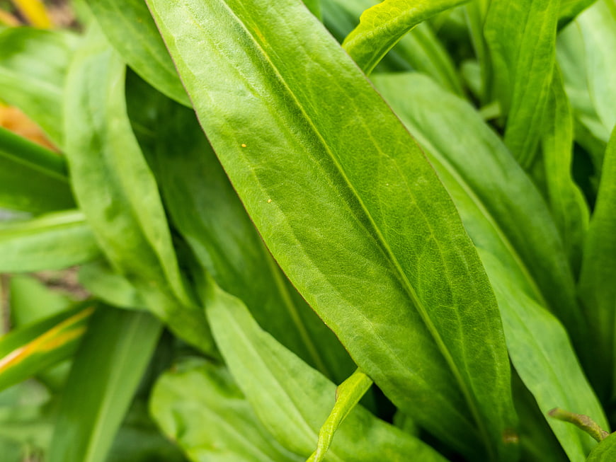 Close-up of vibrant green leaves with natural texture
