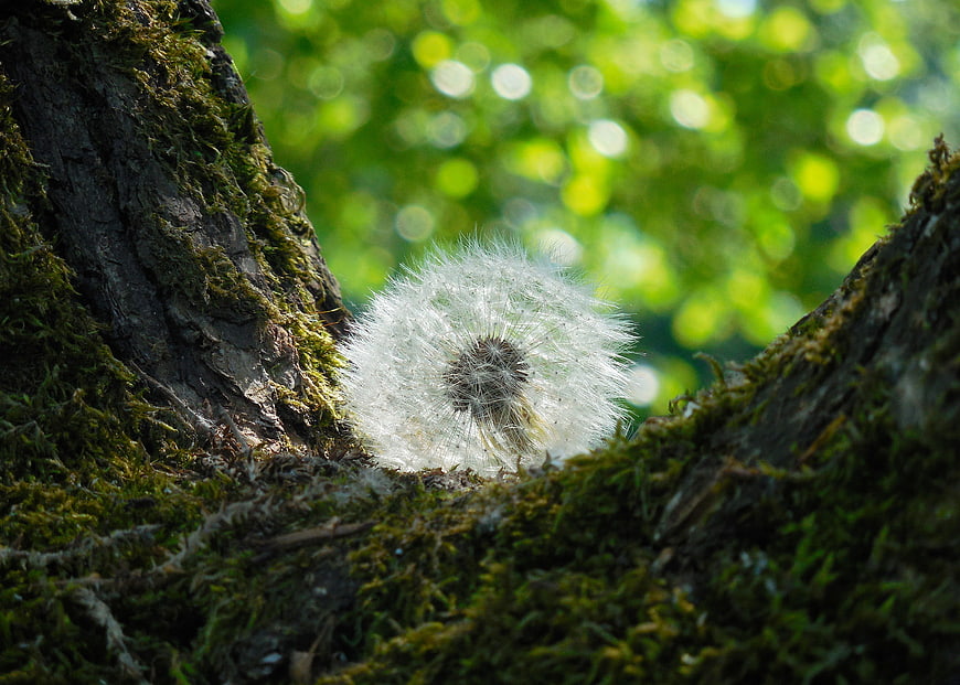 Close-up of a dandelion seed head nestled in mossy tree bark