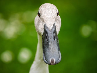 Close-up portrait of a young swan head with green background