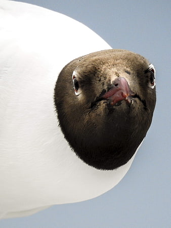 Close-up portrait of a black-headed gull against blue sky