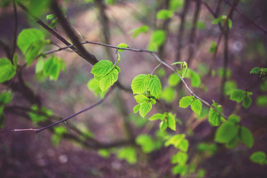 Fresh green spring leaves on a branch in a forest