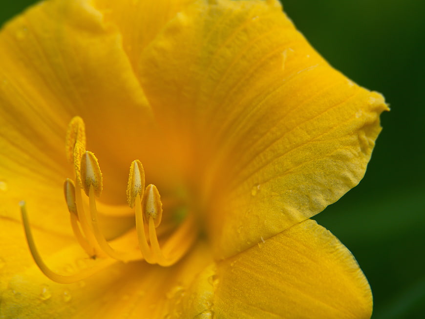 Close-up of Yellow Daylily Flower with Green Background