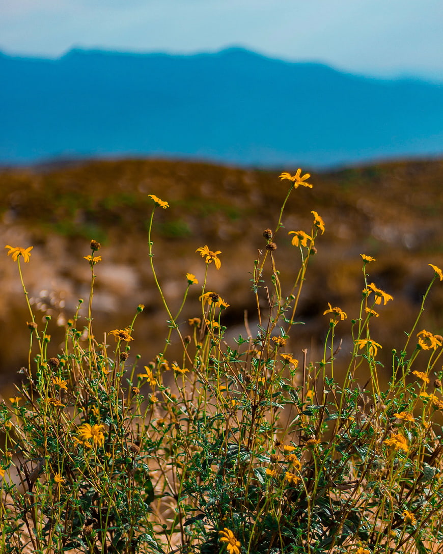Yellow wildflowers with blurred blue mountain background