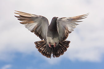 Pigeon in Flight Against Blue Sky