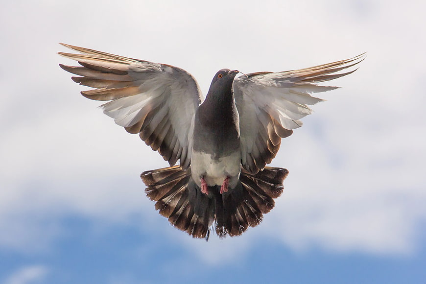Pigeon in Flight Against Blue Sky