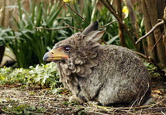 Fantasy Eabit Creature With Eagle Beak And Rabbit Ears In Garden