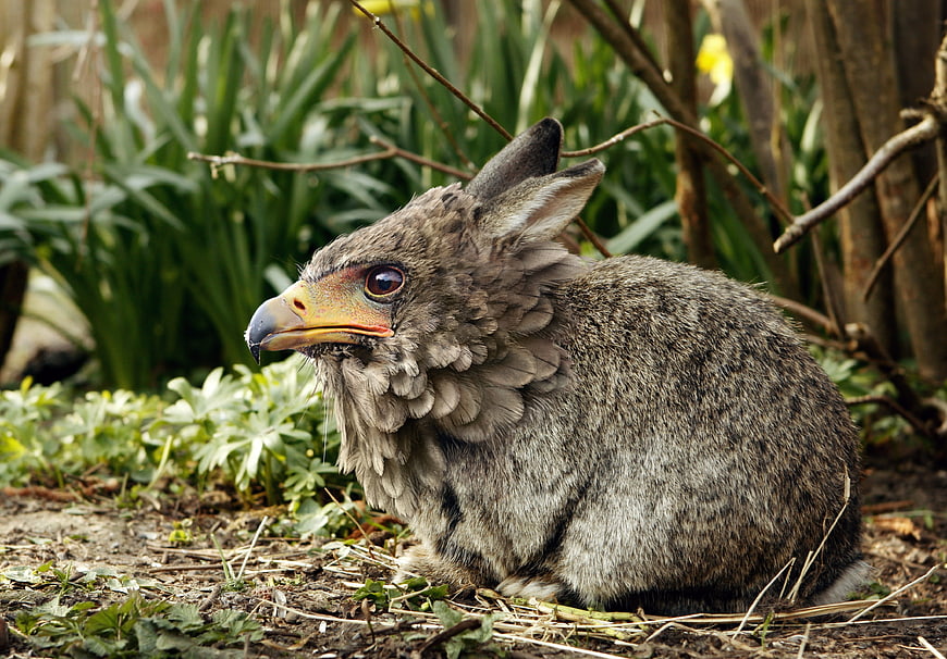 Fantasy Eabit Creature With Eagle Beak And Rabbit Ears In Garden
