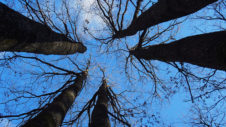 Worm's eye view of tall bare trees against blue sky