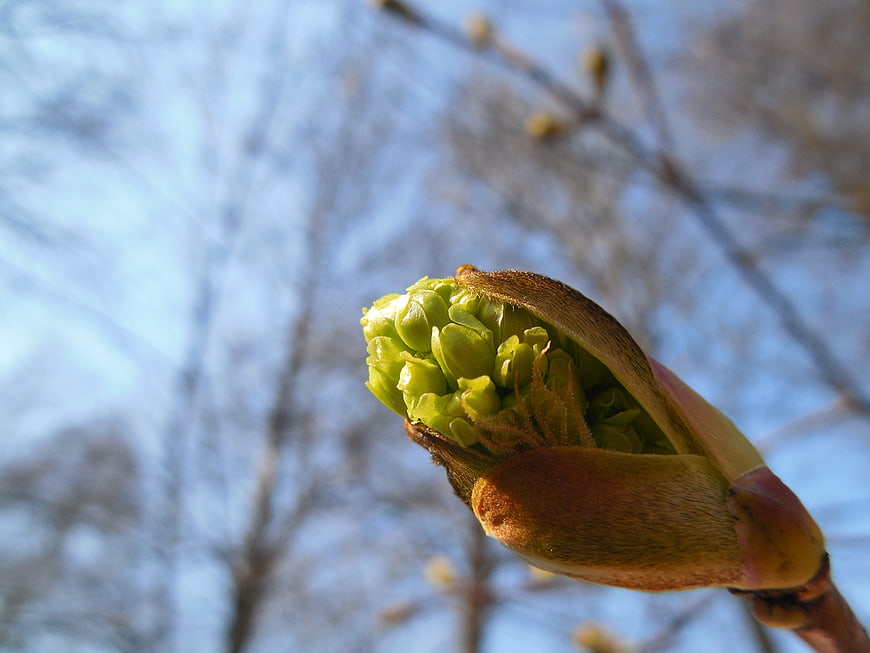 Close-up of a vibrant green tree bud opening in spring