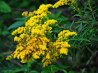 Close-up of vibrant yellow goldenrod flowers in nature