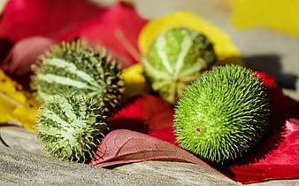 Ornamental prickly cucumbers on red autumn leaves