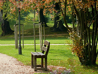 Empty wooden bench in park with autumn trees and fallen leaves