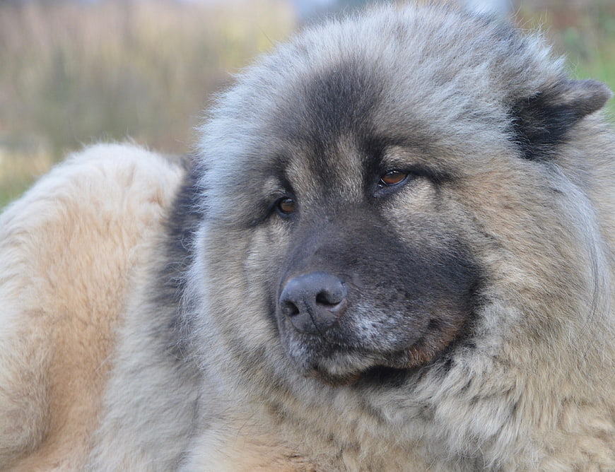 Close-up portrait of a fluffy Eurasier dog with a serious expression