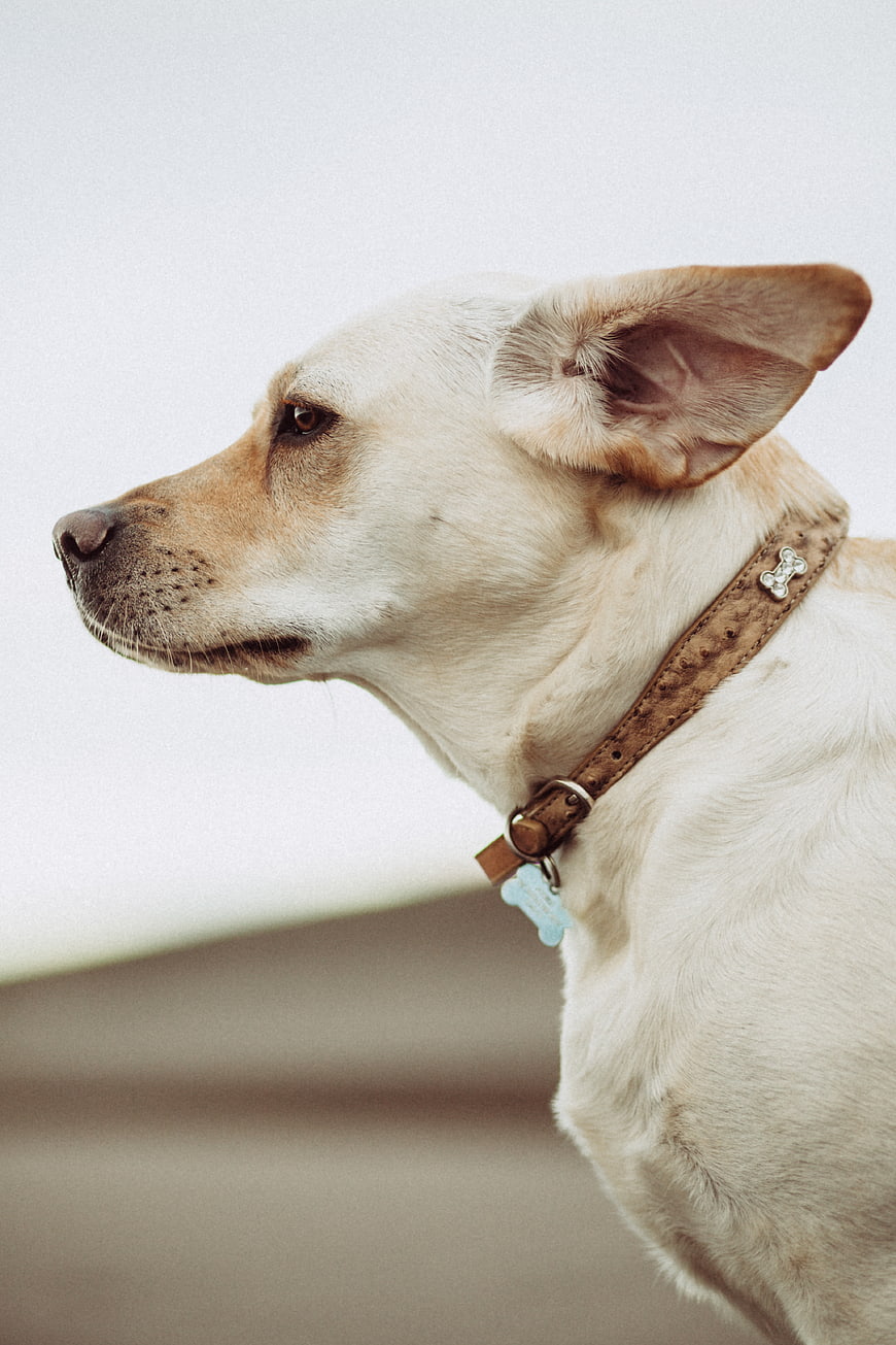 Close-up profile of a white dog with a leather collar