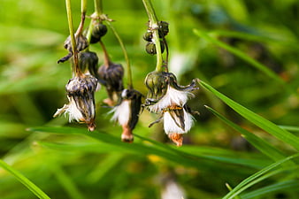 Close-up of withered wildflowers with white seeds in green grass