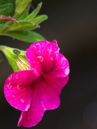 Close-up of vibrant pink petunia flower with water droplets