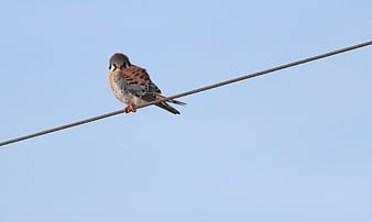 Common Kestrel Perched on Wire Against Blue Sky