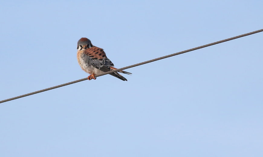 Common Kestrel Perched on Wire Against Blue Sky