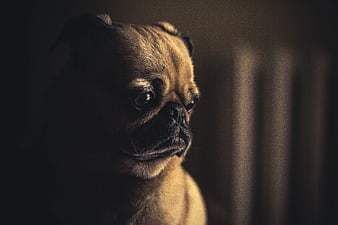 Moody Low Light Portrait of a Fawn Pug Dog