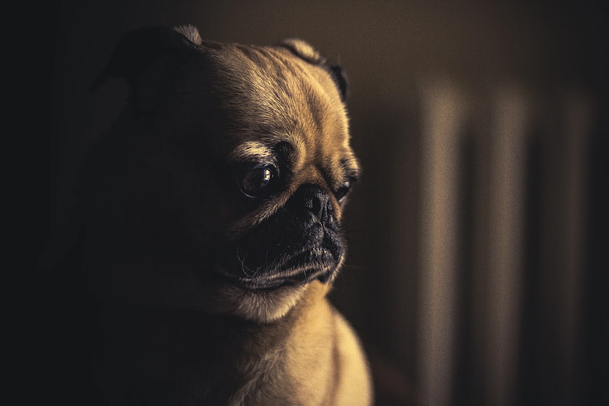 Moody Low Light Portrait of a Fawn Pug Dog
