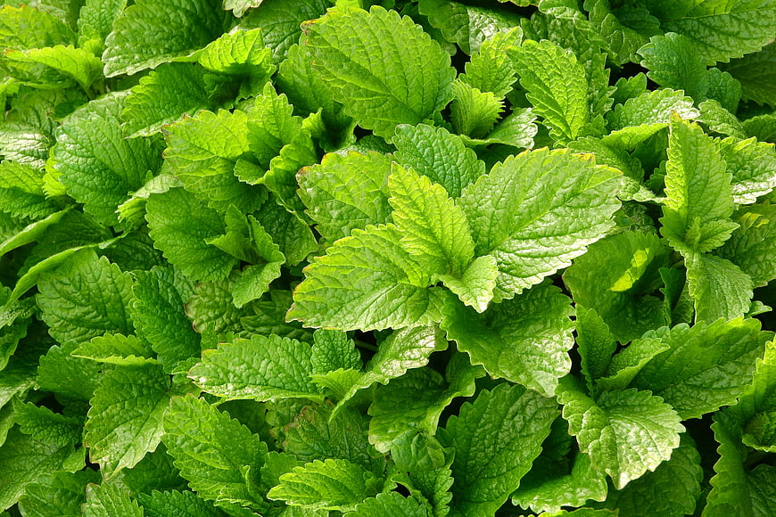 Fresh Green Lemon Balm Leaves Close-Up