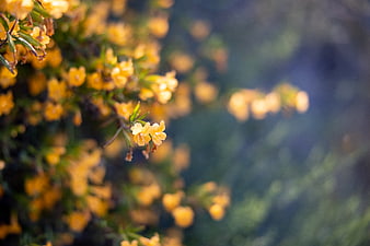 Close-up of yellow forsythia flowers in spring bloom