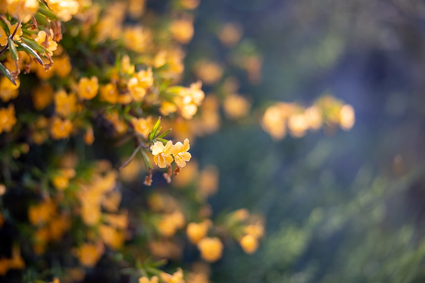 Close-up of yellow forsythia flowers in spring bloom